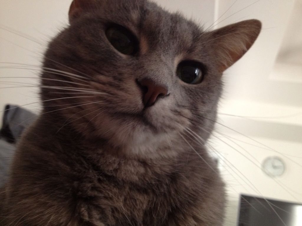 kitty kats forum kitty kats forum